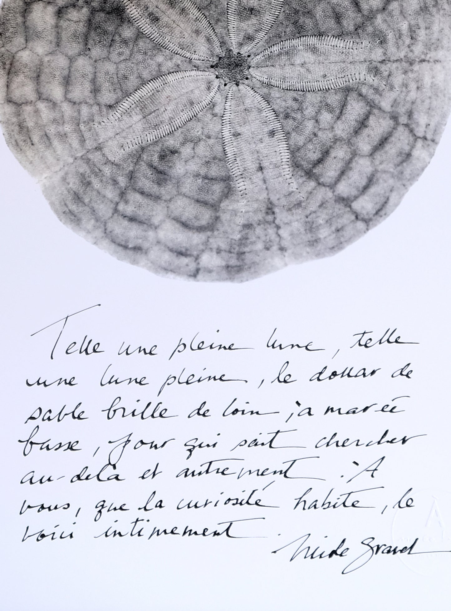 LE DOLLAR GRIS et calligraphie