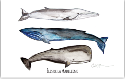 TROIS BALEINES DU GOLFE