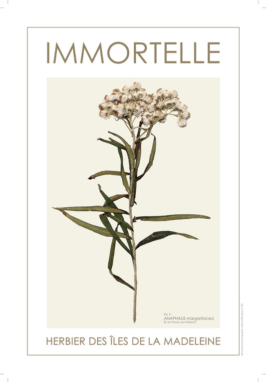 Immortelle