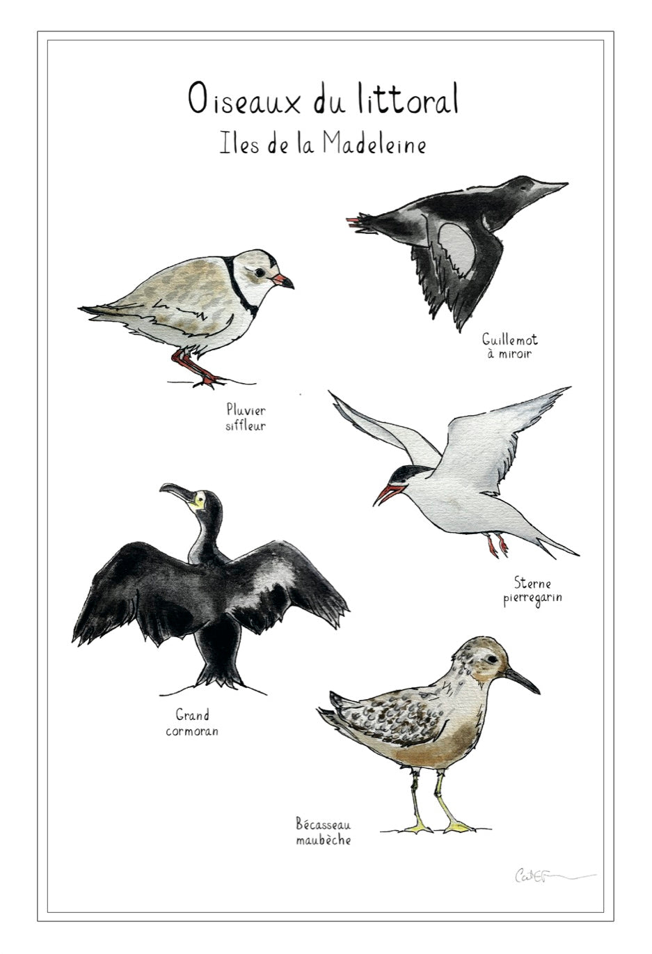 NOS OISEAUX DU LITTORAL