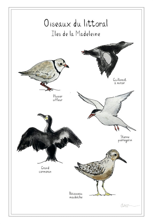 NOS OISEAUX DU LITTORAL