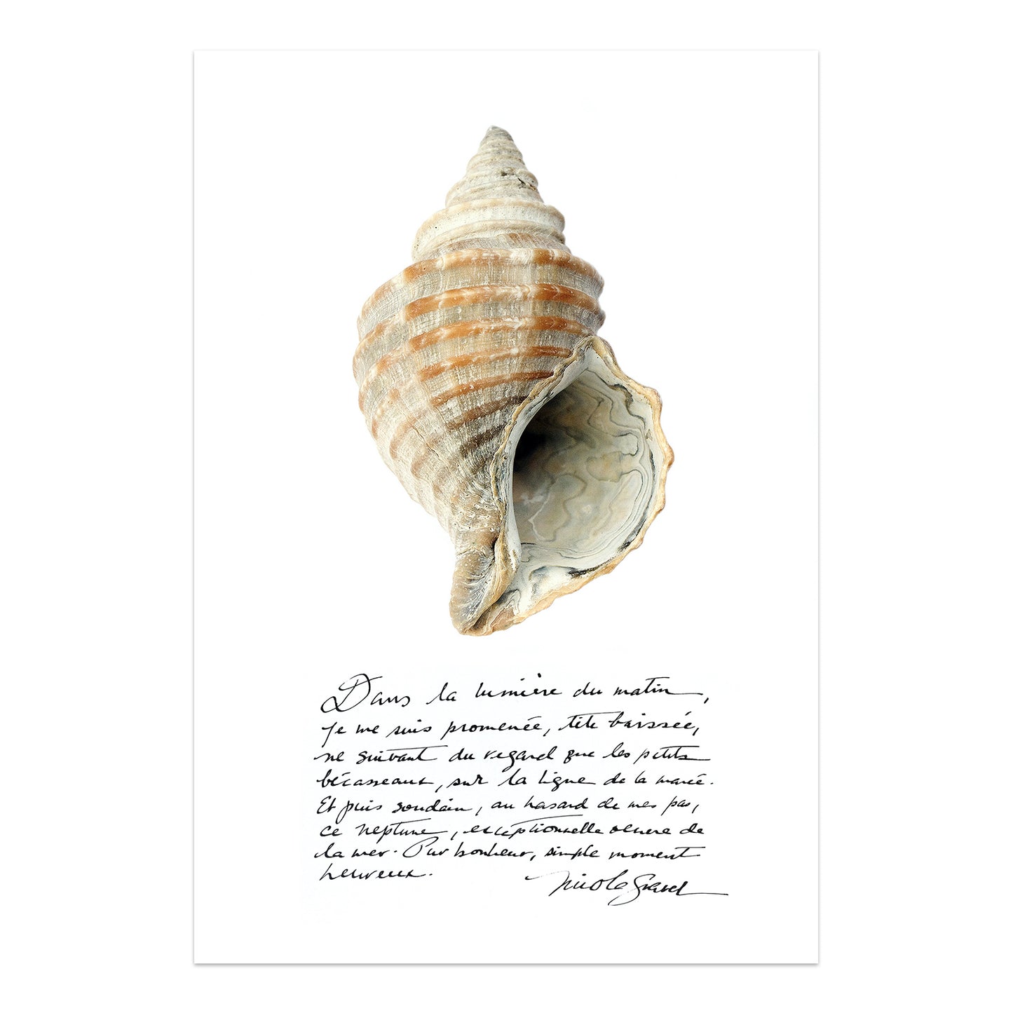 coquillage neptune, affiche coquillage et calligraphie, affiche coquillage, photographie coquillage, sea shell photography, coastal art, art maritime, À Marée Basse