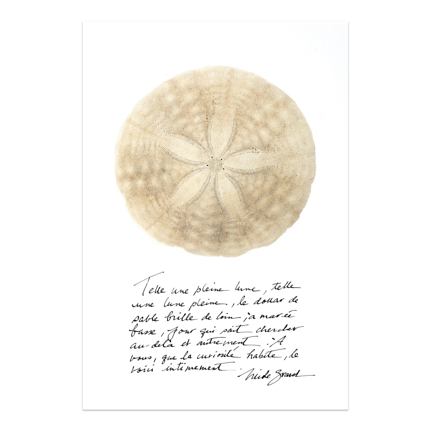 dollar de sable, affiche dollar de sable sur fond blanc, sand dollar on white background poster, photographie dollar de sable, sand dollar photography, art maritime, martime art, sand dollar, dollar de sable, affiche dollar de sable et calligraphie, sand dollar and calligraphy poster, À Marée Basse