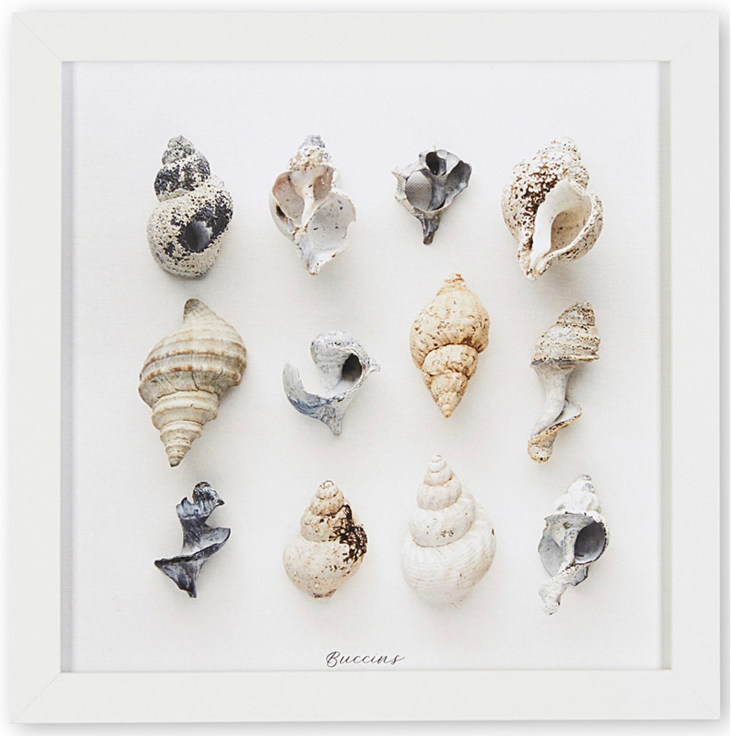 buccins, collection de buccins, photographie buccins, whelks, whelks photography, whelks collection, coastal art, art maritime, À Marée Basse, whelks photography