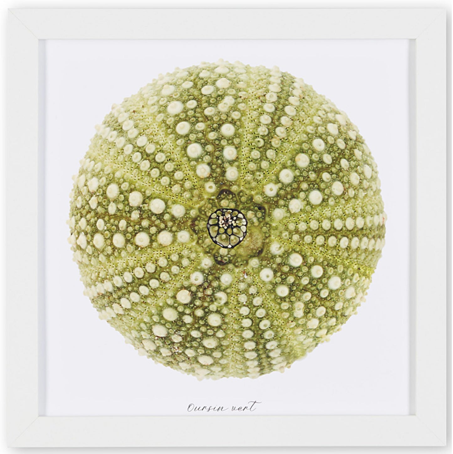 oursin vert, oursin, photographie oursin, green urchin, urchin photography, coastal art, art maritime, À Marée Basse
