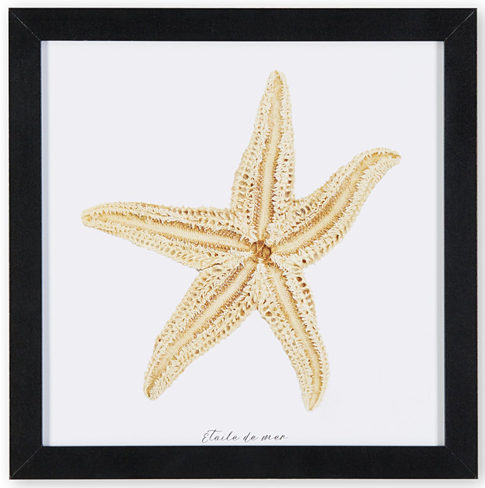 affiche étoile de mer, étoile de mer sur fond blanc, photographie étoile de mer sur fond blanc, starfish on white background, starfish photography, art maritime, maritime art, À Marée Basse