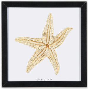 affiche étoile de mer, étoile de mer sur fond blanc, photographie étoile de mer sur fond blanc, starfish on white background, starfish photography, art maritime, maritime art, À Marée Basse