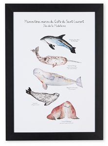 mammifères du golfe Saint Laurent, mammifères marins, dauphin à flanc blanc, morse, béluga, narval, loup marin, phoque du Groenland, affiche, art maritime, coastal art
