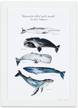 Charger l&#39;image dans la galerie, affiche cinq baleines, baleines du Saint Laurent, affiche baleines, cachalot, rorqual à bosse, baleine bleue, petit rorqual, baleine franche, affiche aquarelle baleines, whale art, whale poster, coastal art, art maritime