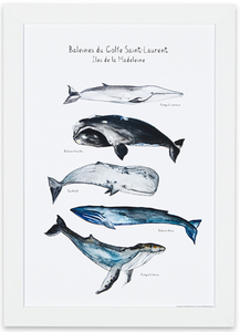 affiche cinq baleines, baleines du Saint Laurent, affiche baleines, cachalot, rorqual à bosse, baleine bleue, petit rorqual, baleine franche, affiche aquarelle baleines, whale art, whale poster, coastal art, art maritime