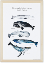 Charger l&#39;image dans la galerie, affiche cinq baleines, baleines du Saint Laurent, affiche baleines, cachalot, rorqual à bosse, baleine bleue, petit rorqual, baleine franche, affiche aquarelle baleines, whale art, whale poster, coastal art, art maritime