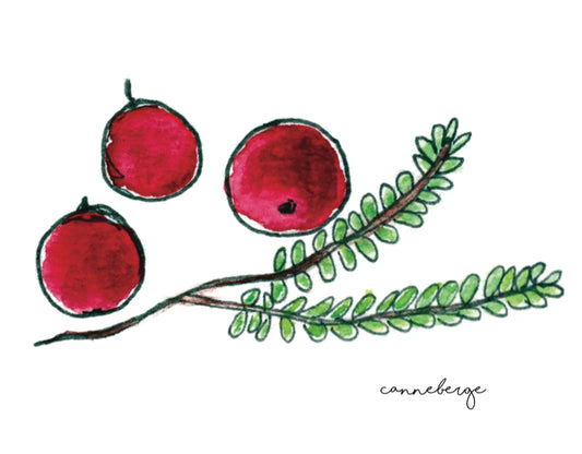 canneberges, affiche canneberges, illustration canneberges, aquarelle canneberges, cranberry poster, cranberry illustration, affiche plante, affiche botanique, plantes comestibles des îles de la Madeleine, À Marée Basse