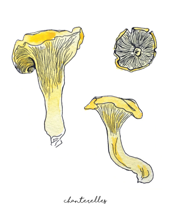 affiche chanterelles, illustration chanterelles, illustration champignons, affiche champignons, mushroom poster, chanterelle poster, chanterelle illustration, mushroom illustration, À Marée Basse