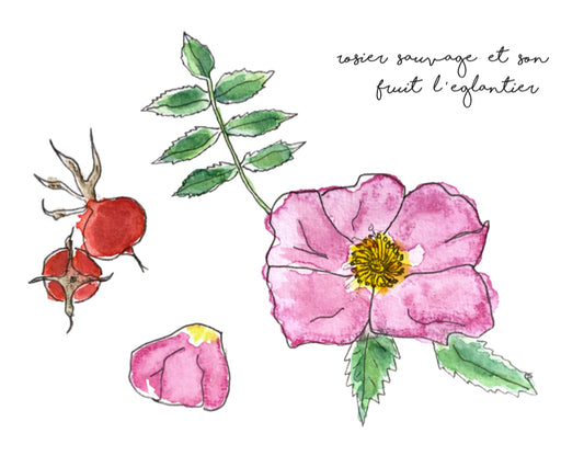 affiche églantier, affiche rosier sauvage, illustration rosier sauvage, illustration fruit d'églantier, rose hip illustration, rose illustration, À Marée Basse