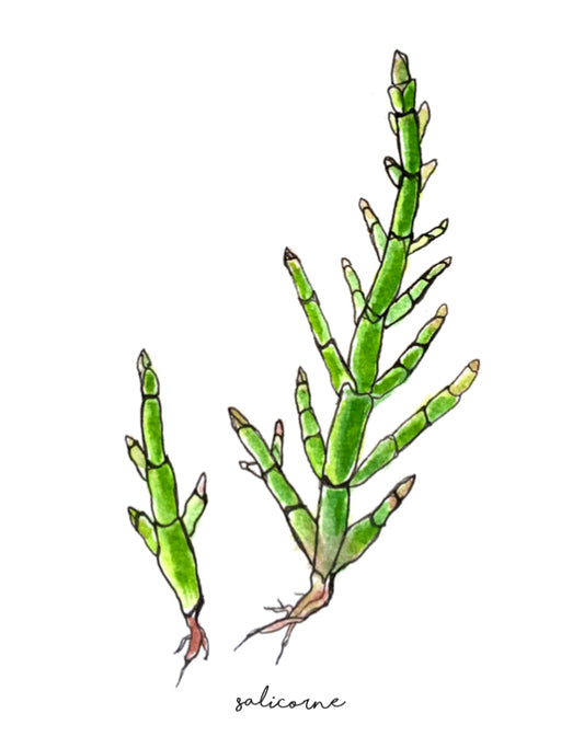 salicorne, glasswort, illustration salicorne, affiche salicorne, glasswort illustration, plantes comestibles du Québec, À Marée Basse