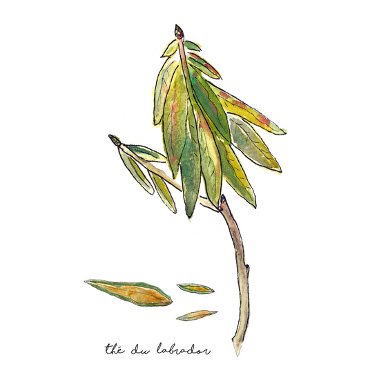 thé du labrador, labrador tea, illustration thé du labrador, labrador tea illustration, plantes du Québec, À Marée Basse