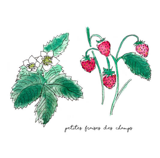 fraises des champs, petites fraises des champs, illustration fraises des champs, illustration fraise, wild strawberry illustration, wild strawberries, À Marée Basse
