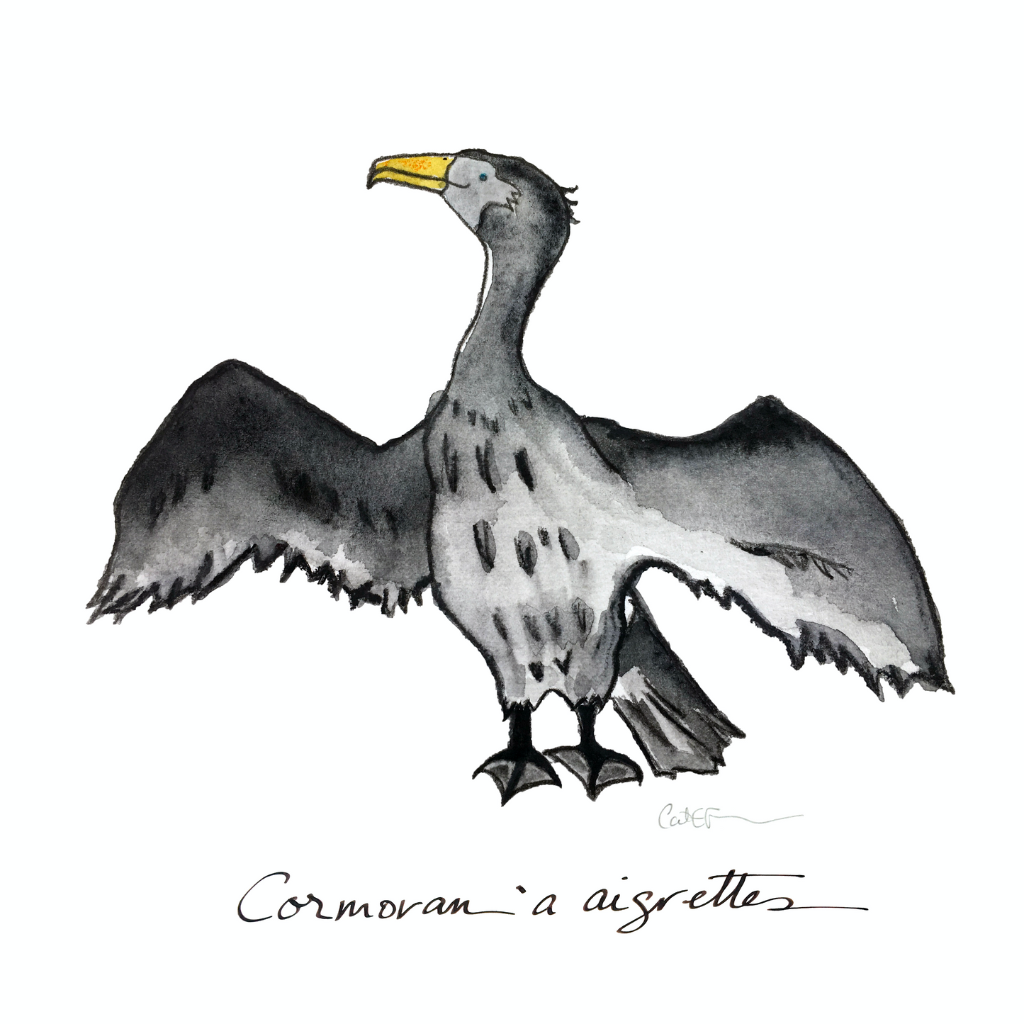 CORMORAN À AIGRETTES