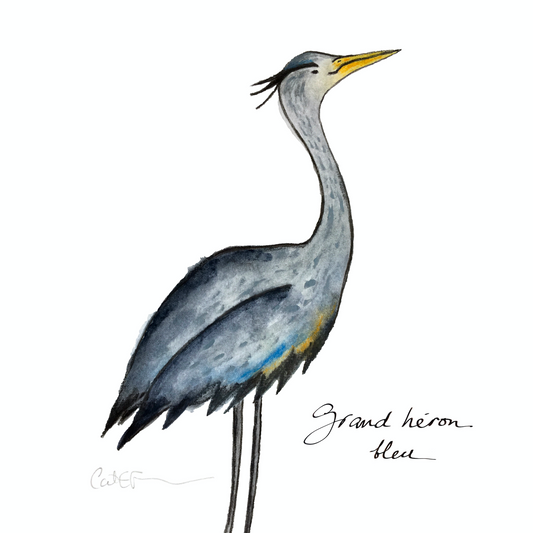 GRAND HÉRON BLEU