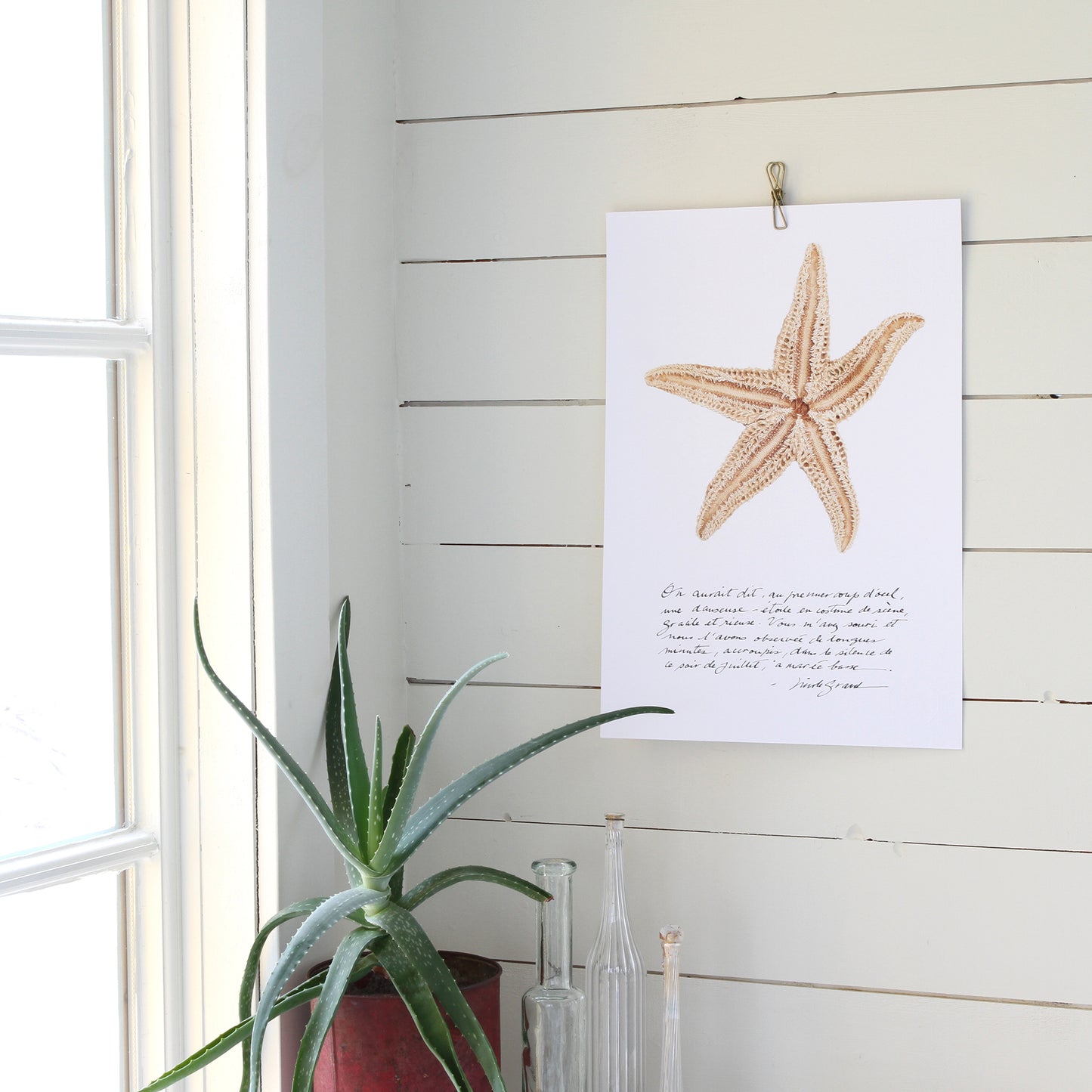 affiche étoile de mer, étoile de mer sur fond blanc, photographie étoile de mer sur fond blanc, starfish on white background, starfish photography, art maritime, maritime art, À Marée Basse, affiche étoile de mer et calligraphie, starfish and calligraphy poster