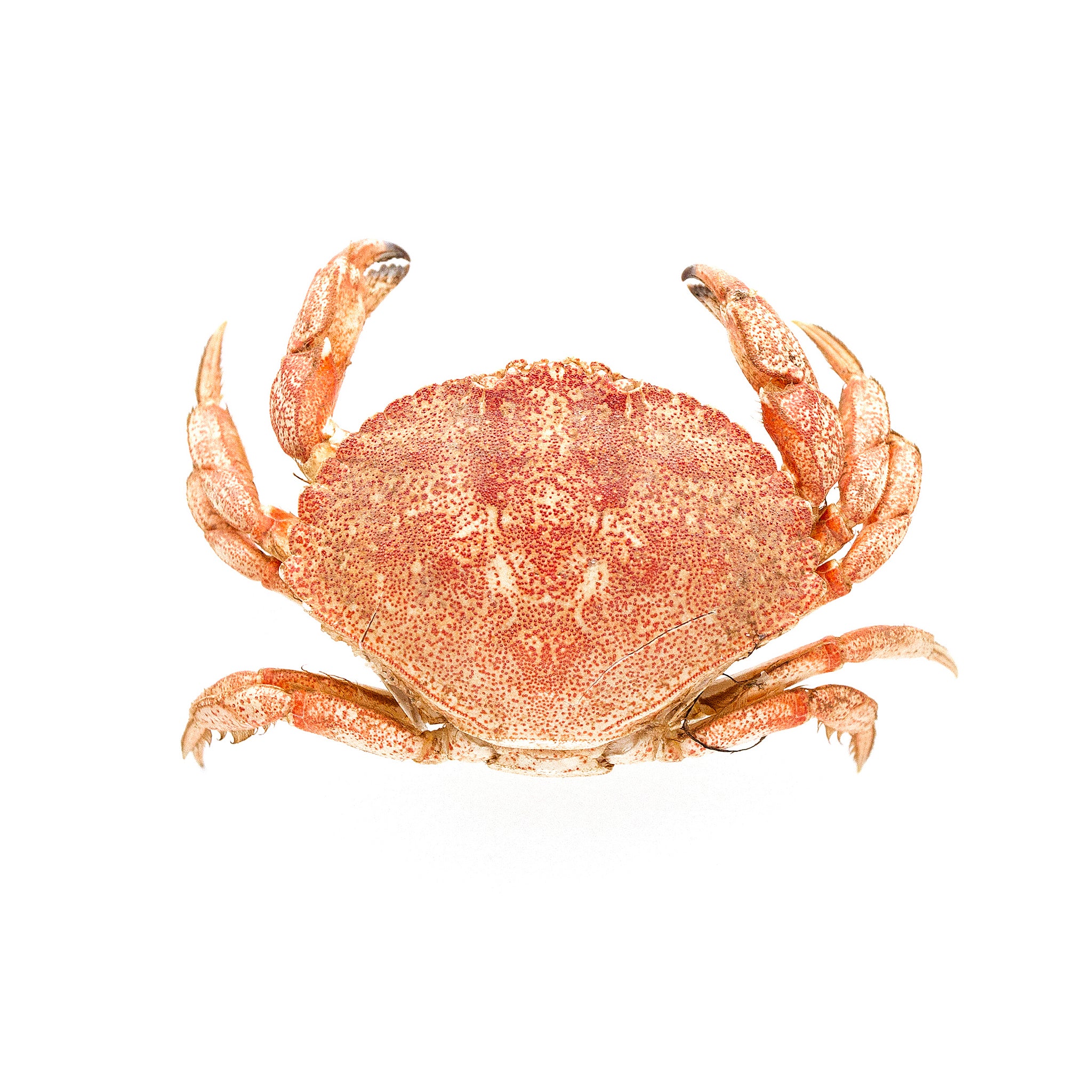 Créature marine, crabe de plage, décoration maritime brun  orangé 31×25cm-828422