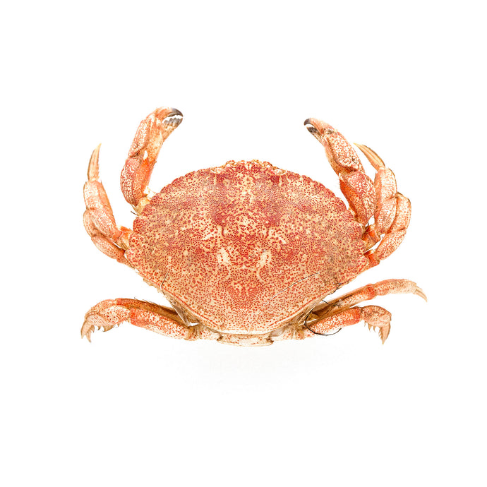 affiche crabe, crabe, photographie crabe, crabe sur fond blanc, crab photography, crab poster, crab on white background, coastal art, art maritime, À Marée Basse