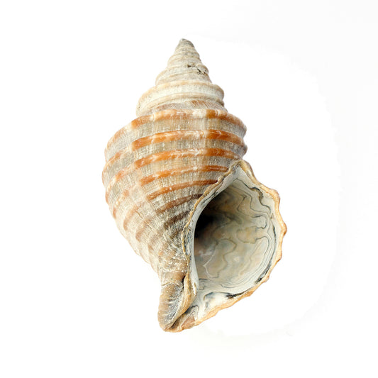 affiche buccin, buccin, photographie buccin, buccin sur fond blanc, whelk photography, whelk poster, whelk on white background, coastal art, art maritime, À Marée Basse