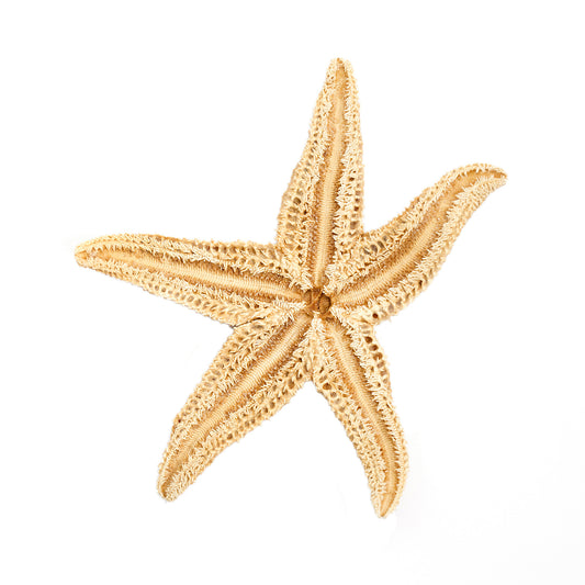 affiche étoile de mer, étoile de mer sur fond blanc, photographie étoile de mer sur fond blanc, starfish on white background, starfish photography, art maritime, maritime art, À Marée Basse