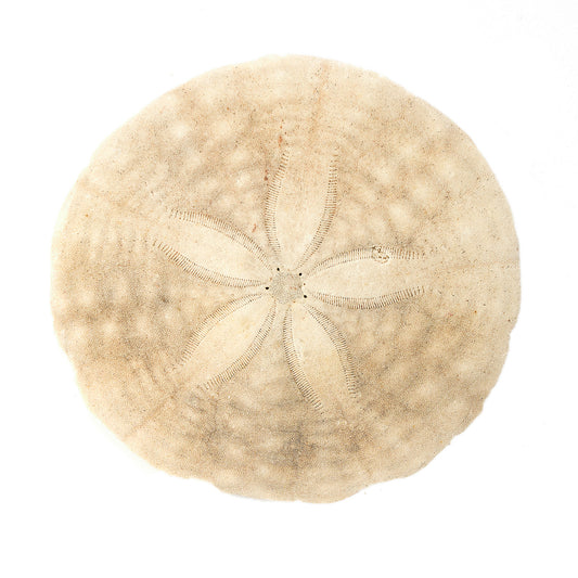 affiche dollar de sable sur fond blanc, sand dollar on white background poster, photographie dollar de sable, sand dollar photography, art maritime, martime art, sand dollar, dollar de sable, À Marée Basse