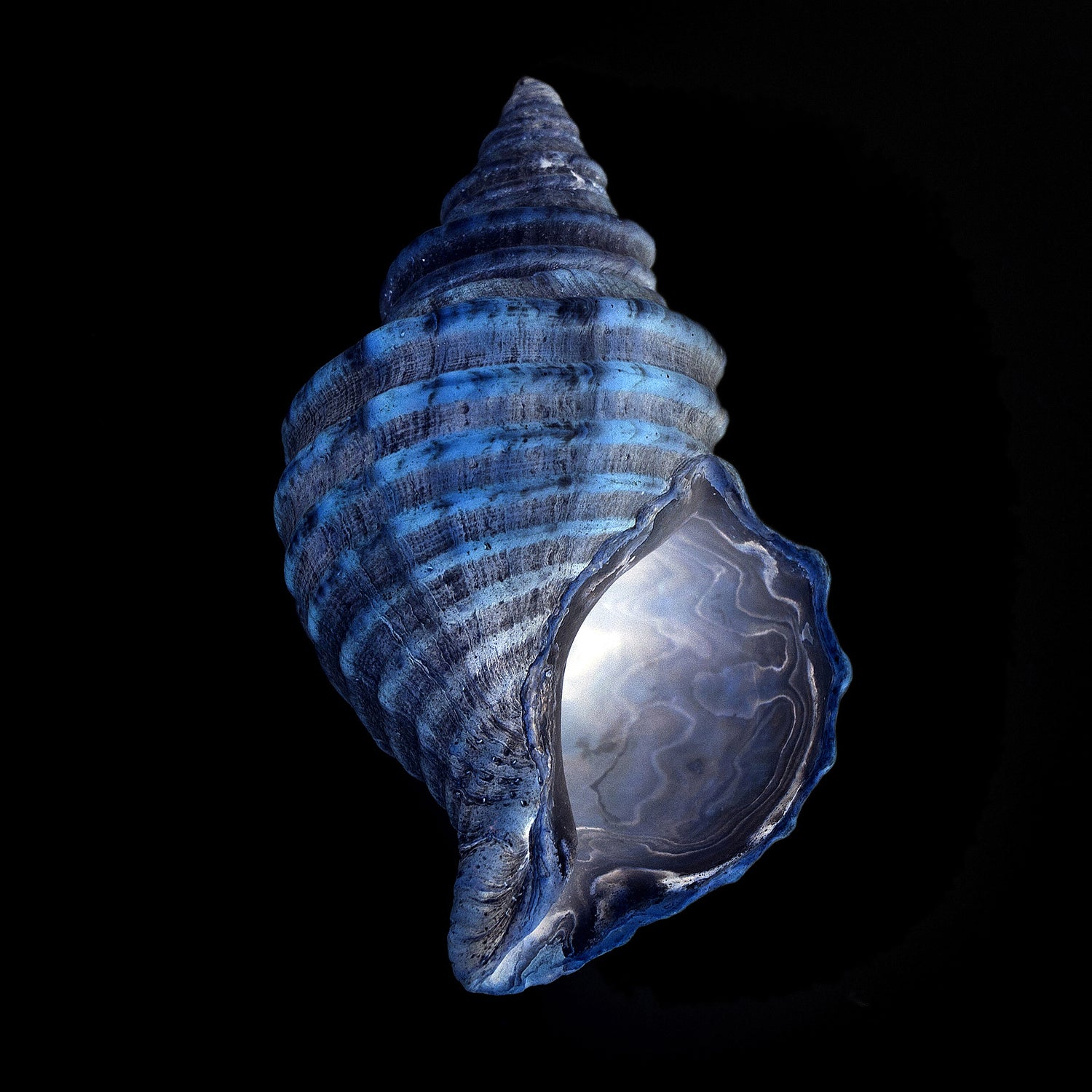 affiche buccin, buccin bleu, photographie buccin, buccin bleu sur fond noir, whelk photography, whelk poster, blue whelk on black background, coastal art, art maritime, À Marée Basse