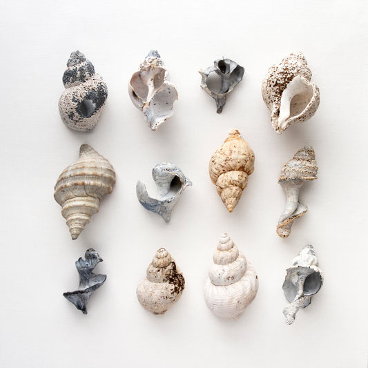 buccins, collection de buccins, photographie buccins, whelks, whelks photography, whelks collection, coastal art, art maritime, À Marée Basse