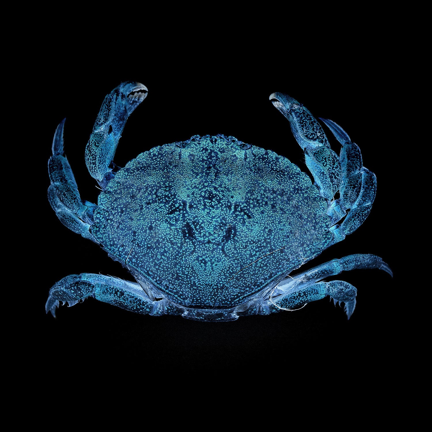 crabe bleu, affiche crabe bleu, photographie crabe bleu, blue crab photography, maritime design, décoration maritime, À Marée Basse