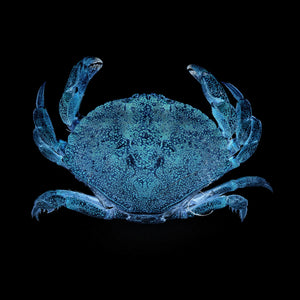crabe bleu, affiche crabe bleu, photographie crabe bleu, blue crab photography, maritime design, décoration maritime, À Marée Basse