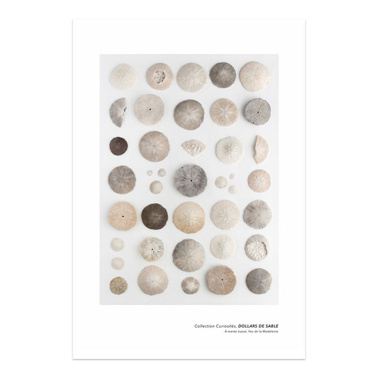 affiche dollars de sable sur fond blanc, sand dollars on white background poster, photographie dollars de sable, sand dollar photography, affiche planche naturaliste dollar de sable, art maritime, martime art, sand dollars, dollars de sable, À Marée Basse