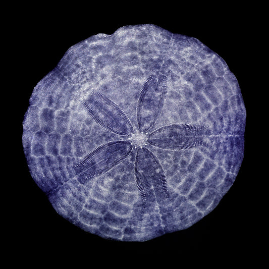 affiche dollar de sable bleu sur fond noir, blue sand dollar poster on black background, photographie dollar de sable, sand dollar photography, art maritime, dollar de sable, sand dollar, martime art, art maritime, À Marée Basse