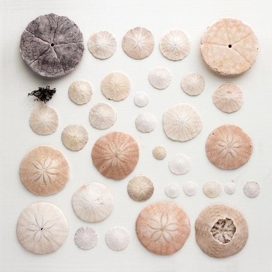 dollars de sable, collection dollars de sable, affiche dollars de sable sur fond blanc, sand dollar on white background, photographie dollar de sable, sand dollar photography, coastal art, art maritime, sand dollar, À Marée Basse