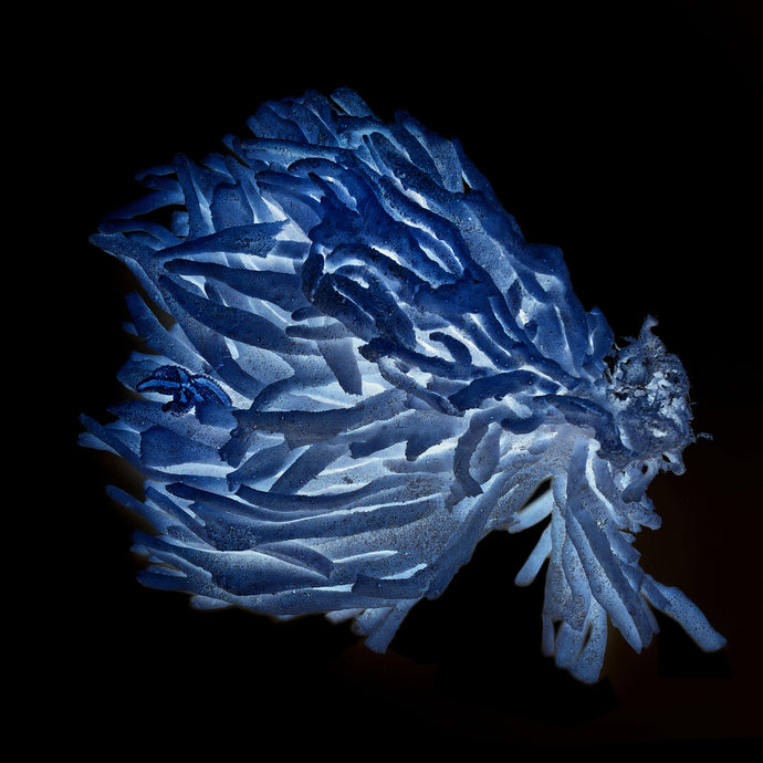 À Marée Basse, éponge de mer bleue sur fond noir, photographie éponge de mer bleue, blue sea sponge photography on black background, maritime design, art maritime, éponge digitée bleue, blue sea sponge
