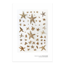 Charger l&#39;image dans la galerie, affiche étoiles de mer, affiche planche naturaliste étoiles de mer, affiche étoiles de mer sur fond blanc, starfish on white background, starfish photography, maritime art, art maritime, À Marée Basse
