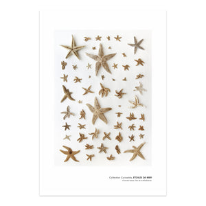 affiche étoiles de mer, affiche planche naturaliste étoiles de mer, affiche étoiles de mer sur fond blanc, starfish on white background, starfish photography, maritime art, art maritime, À Marée Basse
