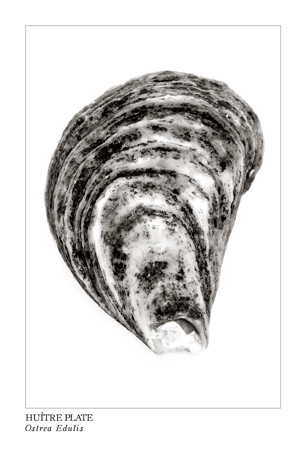huitre, oyster, affiche huitre en noir et blanc, photographie huitre, clam photography, black and white clam photography, coastal art, art maritime, À Marée Basse