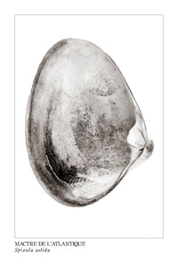 mactre, affiche mactre noir et blanc, photographie mactre, clam photography, clam, coastal art, art maritime, À Marée Basse