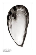 Charger l&#39;image dans la galerie, moule, mussel, affiche moule en noir et blanc, photographie moule, mussel photography, coastal art, art maritime, À Marée Basse