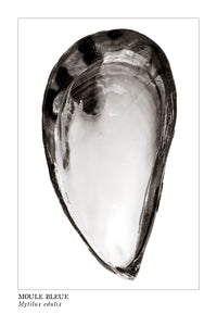moule, mussel, affiche moule en noir et blanc, photographie moule, mussel photography, coastal art, art maritime, À Marée Basse