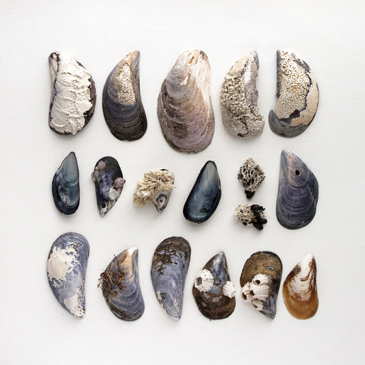 petites moules, moules, affiche collection moules, affiche coquillage, photographie moules, mussels, mussel photography, coastal art, art maritime, À Marée Basse