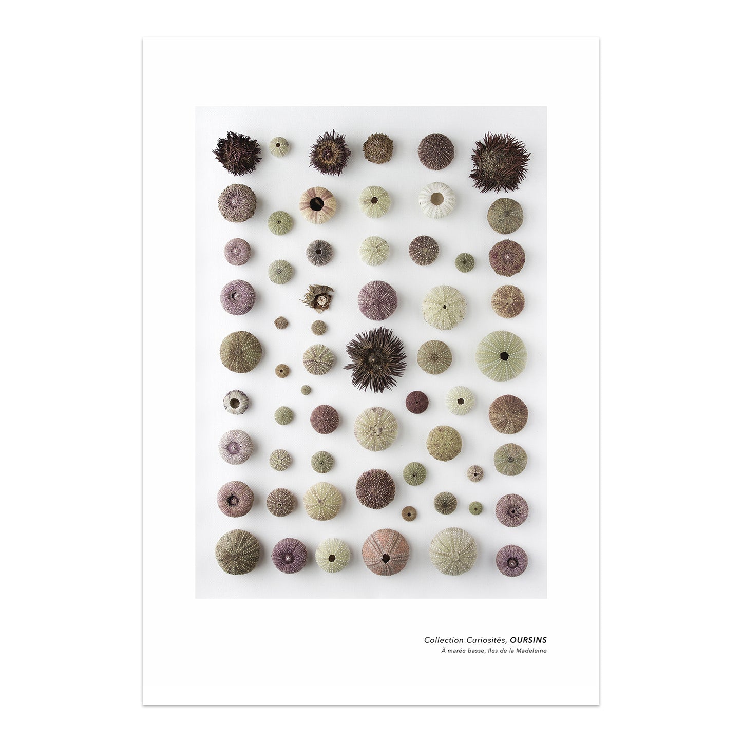 oursins, collection oursins, planche naturaliste, photographie oursins, photographie oursins sur fond blanc, sea urchins, sea urchin collection, coastal art, art maritime, À Marée Basse