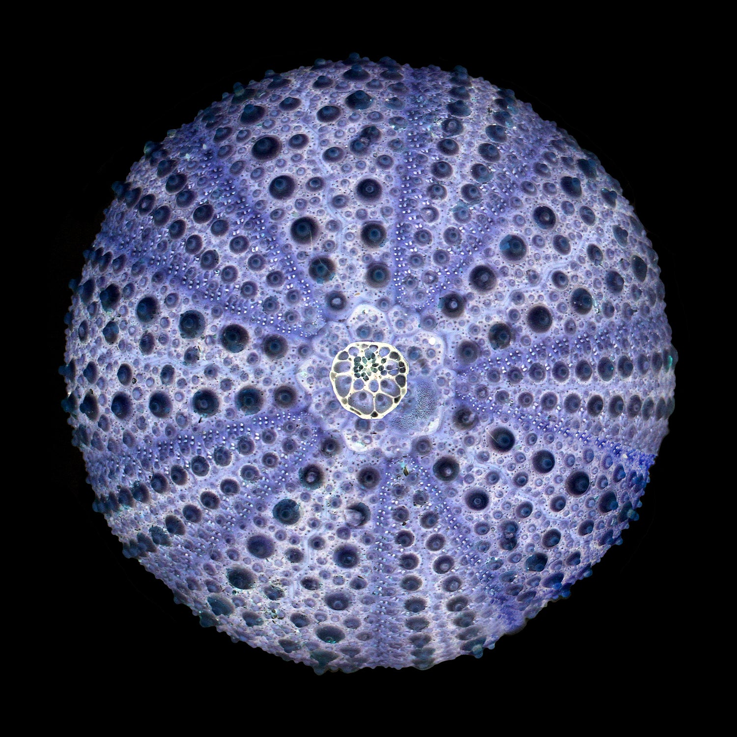 oursin, oursin bleu sur fond noir, photographie oursin, urchin, blue urchin on black background, urchin photography, coastal art, art maritime, À Marée Basse