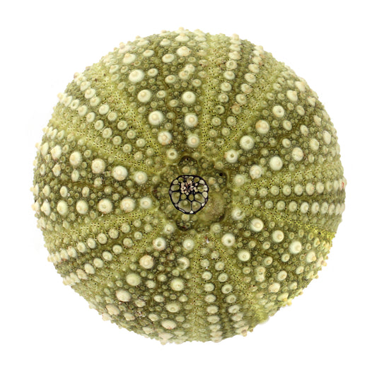 oursin vert, oursin, photographie oursin, green urchin, urchin photography, coastal art, art maritime, À Marée Basse