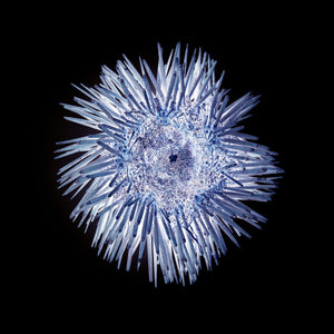 oursin, oursin bleu sur fond noir, photographie oursin, urchin, blue urchin on black background, urchin photography, coastal art, art maritime, À Marée Basse