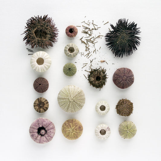 oursins, collection oursins, planche naturaliste, photographie oursins, photographie oursins sur fond blanc, sea urchins, sea urchin collection, coastal art, art maritime, À Marée Basse