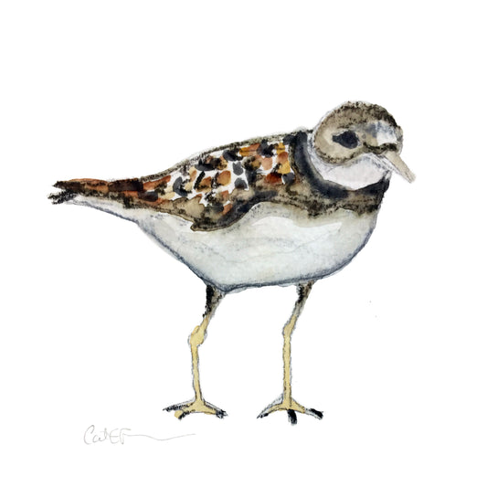 pluvier siffleur, affiche pluvier siffleur, illustration pluvier siffleur, piping plover, illustration oiseau, piping plover illustration, bird illustration, À Marée Basse